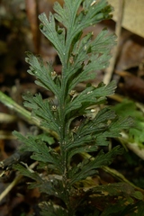 Trichomanes bipunctatum