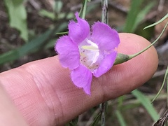Agalinis strictifolia