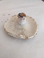 Russula brevipes acrior