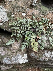 Asplenium montanum