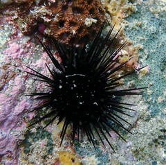 Echinometra vanbrunti