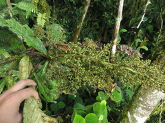 Primulaceae