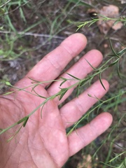 Agalinis strictifolia
