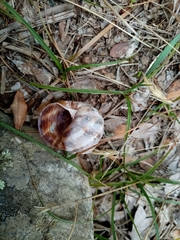 Helix lucorum