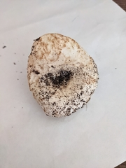 Russula brevipes acrior