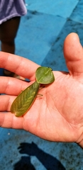 Choeradodis rhombicollis