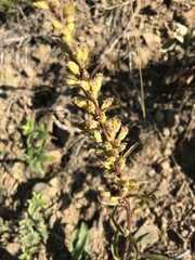 Solidago simplex