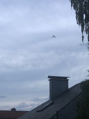 Pipistrellus pipistrellus