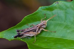 Orphulella