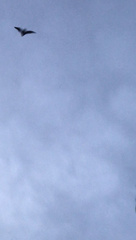 Pipistrellus pipistrellus