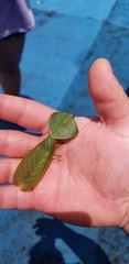Choeradodis rhombicollis