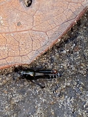 Neotridactylus