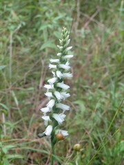 Spiranthes magnicamporum