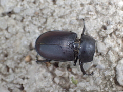 Lucanus cervus