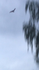 Pipistrellus pipistrellus