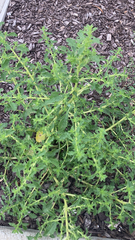 Amaranthus albus