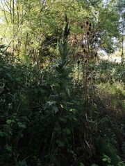 Verbascum thapsus thapsus