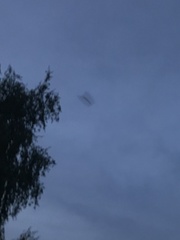 Pipistrellus pipistrellus