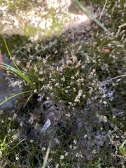 Eleocharis acicularis
