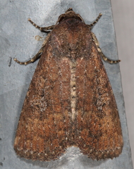 Condica sutor