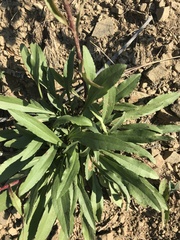 Solidago simplex