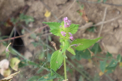 Galeopsis ladanum