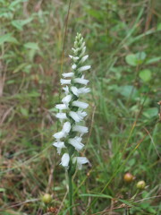 Spiranthes magnicamporum