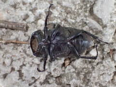Lucanus cervus