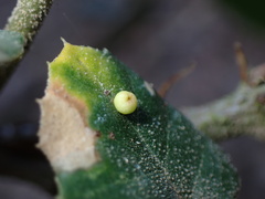 Dryocosmus minusculus