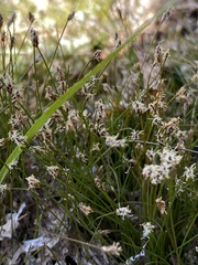 Eleocharis acicularis