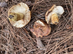Russula mutabilis