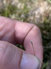 Eleocharis acicularis