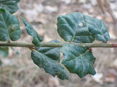 Dryocosmus minusculus