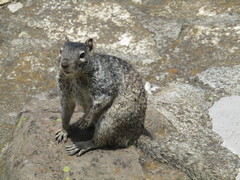 Otospermophilus variegatus