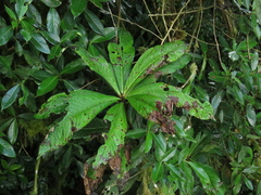 Primulaceae