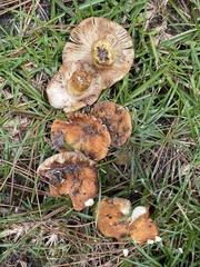 Russula mutabilis