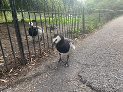 Branta leucopsis