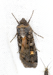Actebia fennica