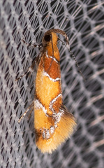 Epicallima argenticinctella