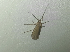 Limnephilus flavicornis