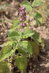 Galeopsis ladanum