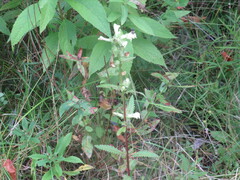 Pedicularis lanceolata