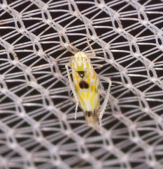 Erythroneura octonotata