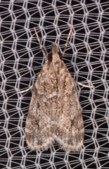 Eudonia heterosalis
