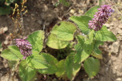 Galeopsis ladanum