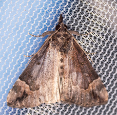 Hypena baltimoralis