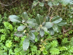 Salix hookeriana