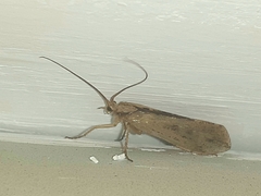 Limnephilus flavicornis