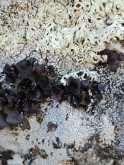 Umbilicaria