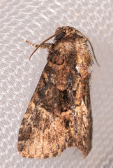 Phosphila turbulenta